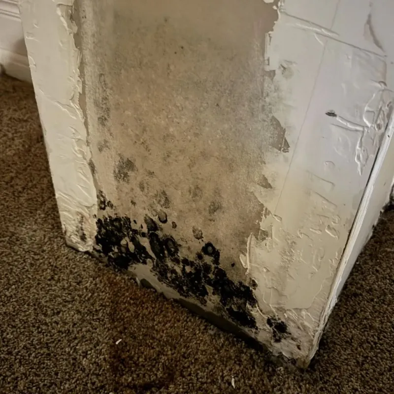 Professional Mold Removal in Elmore, AL